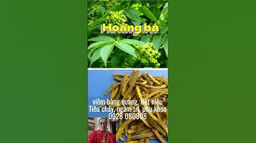 Hoàng bá bắc có tác dụng gì, hoàng bá nam vỏ cây núc nắc có tốt không