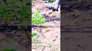 Rooster Sound - Rooster Sound Effect