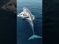Giant Blue Whale Near Boat Ocean’s Biggest Creature Ever Caught on Camera! #BlueWhale #OceanGiant