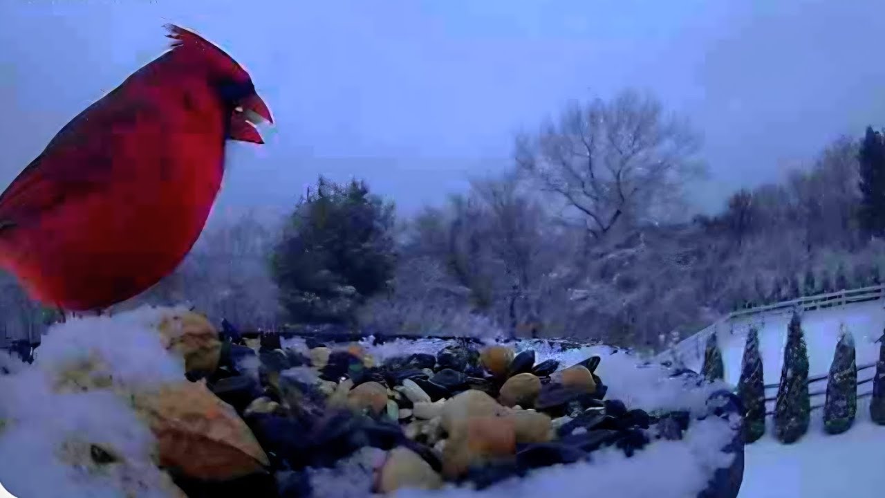 Winter Birds of New England-Cardinals,  Doves, Finches, Chickadees,  and more