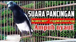 Suara pancingan kacer ngeplong santai sore hari, kacer apasaja langsung nyaut ampuh, boleh di coba!!