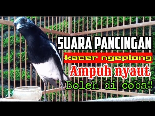 Suara pancingan kacer ngeplong santai sore hari, kacer apasaja langsung nyaut ampuh, boleh di coba!! class=