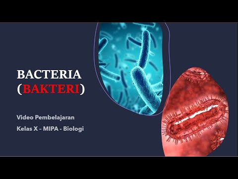 Video: Bagaimana Bakteri Bertahan Dalam Kondisi Yang Tidak Menguntungkan Untuknya