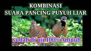 suara burung puyuh jantan dan betina sangat cocok untuk pancing puyuh liar