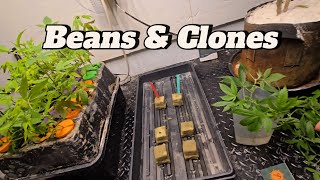 Beans & Clones 