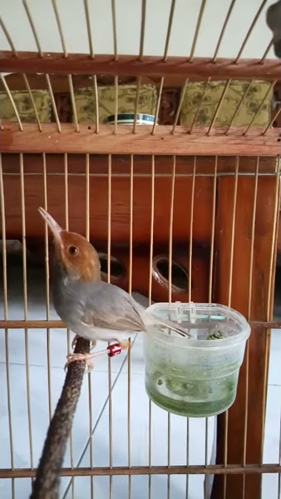 Tiiilek ngalun kenceng prenjak manis jr