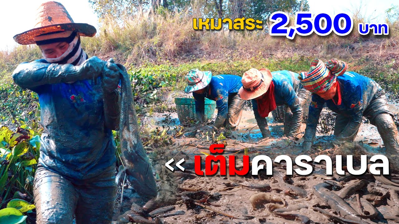 เหมาสระ 2,500 บาท เต็มคาราเบล ยักษ์ใหญ่เต็มสระ 19 กุมภาพันธ์ 2566