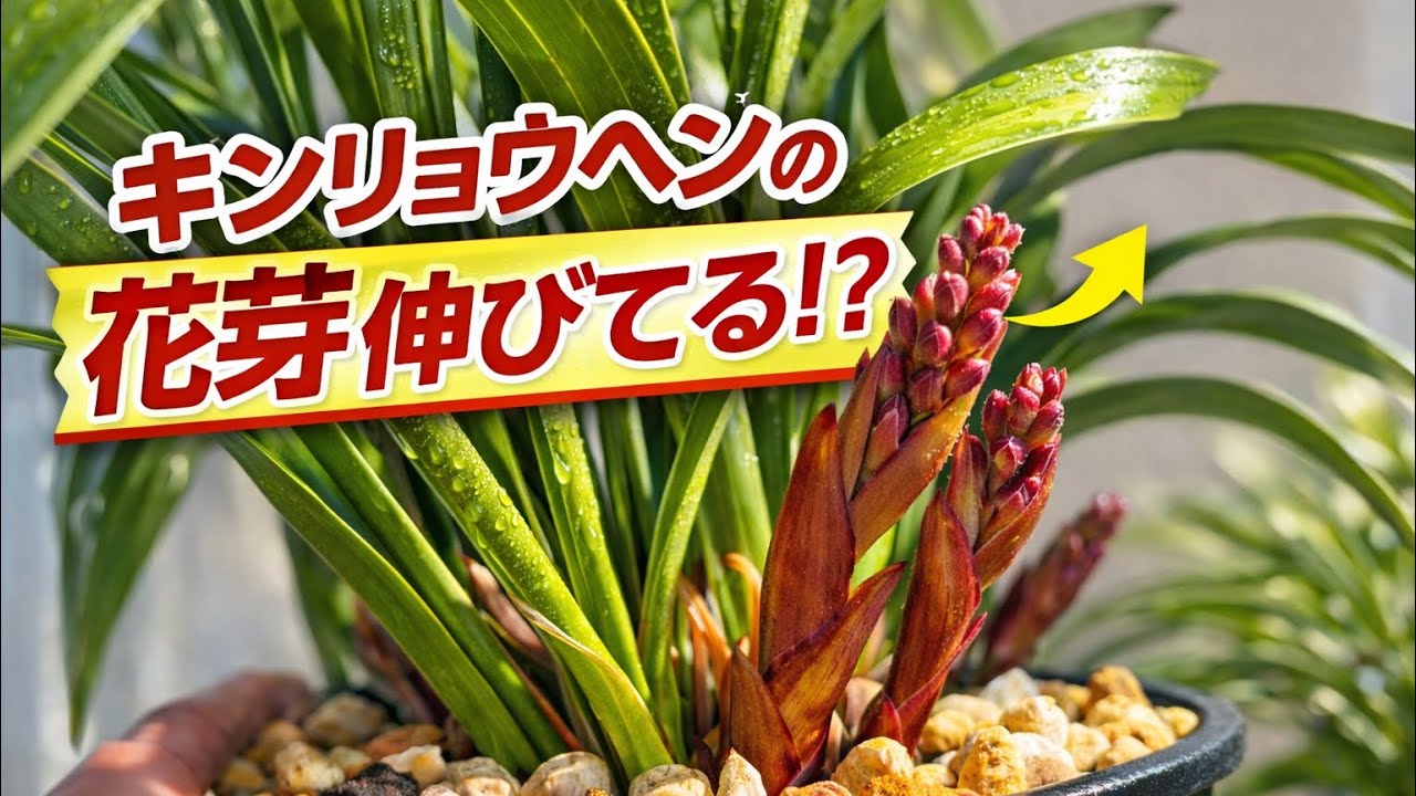 キンリョウヘン赤花の開花調整記録　第二弾です^_^