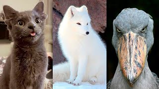 Animals being Amazing And Rare Animals That you Won't Believe They Exist