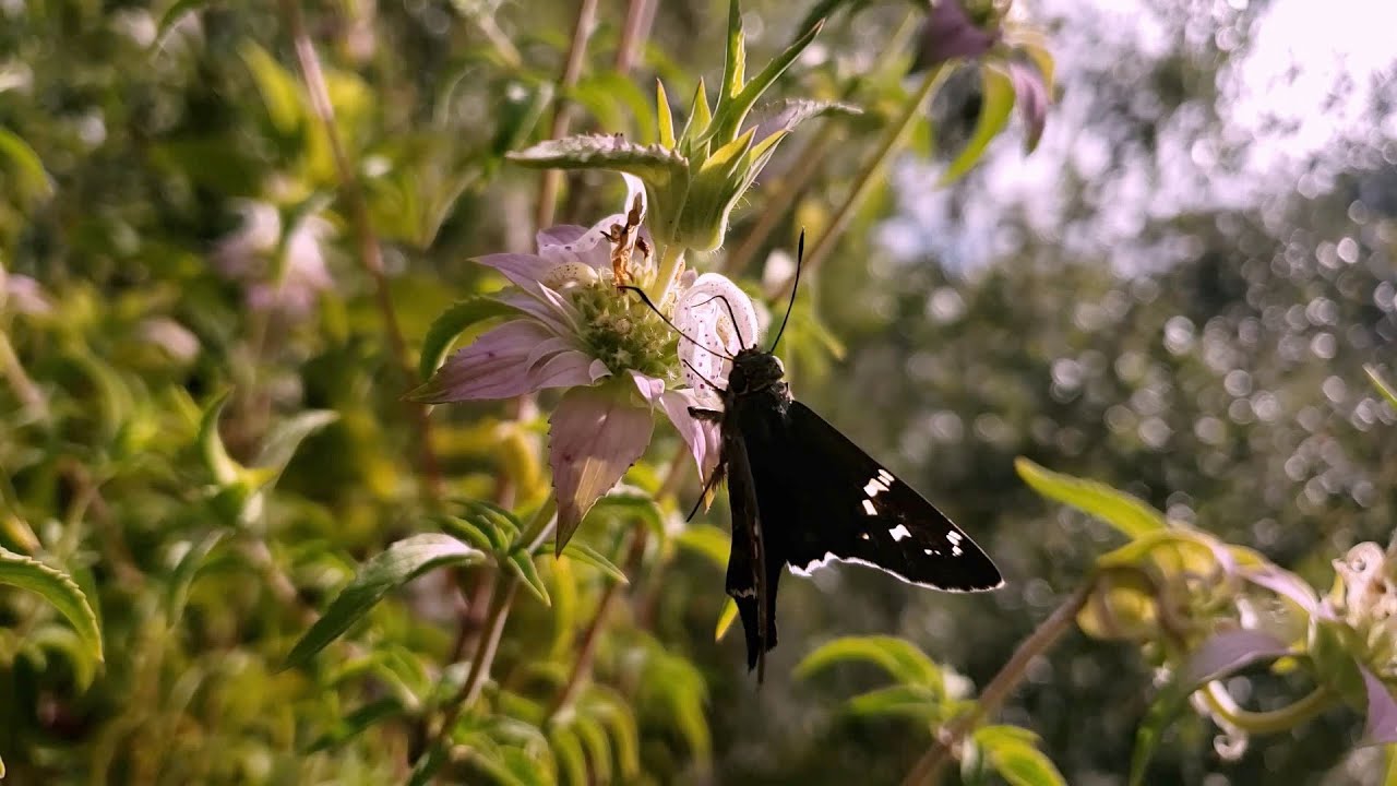 Wildflower Moment: Spotted beebalm