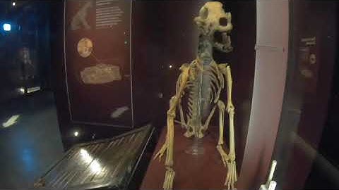 The Mary Rose Henry VIII warship