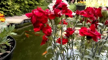 Continuous auto-focus for Nokia N8