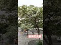「一整排開滿的流蘇,是春天給的禮物」 #中壢老街溪