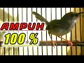 BURUNG MASTERAN, ciblek GACOR ngotot berantakan| suara ciblek ribut.