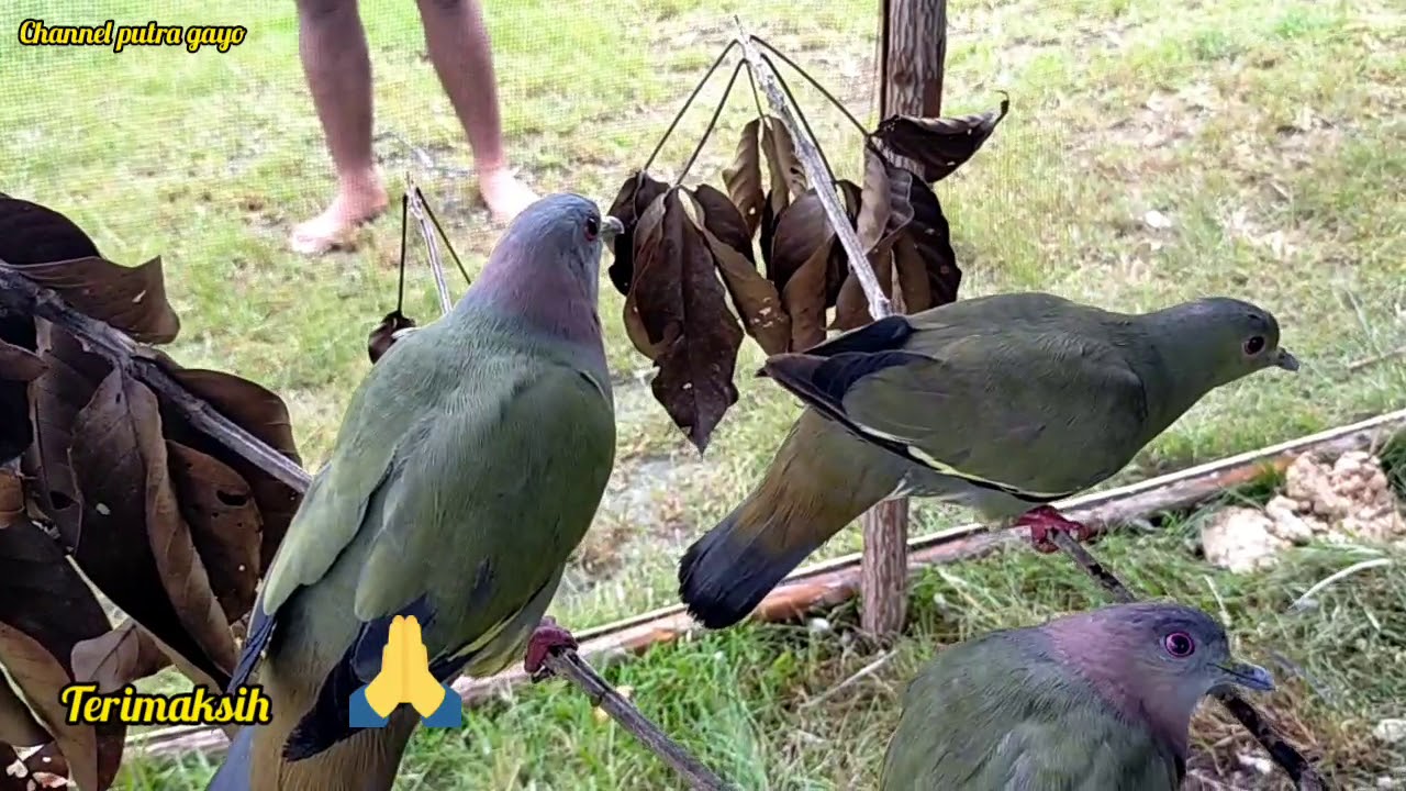 Memasang peragkap burung serta mendaptkan hasil yg memuaskan 