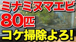 【庭の池】池のコケ掃除のためミナミヌマエビ80匹投入 #140 2018.9.13