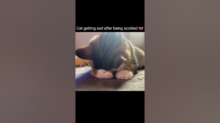Cat was scolded for being naughty!