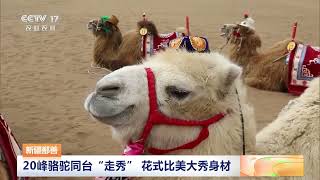 新疆鄯善 20峰骆驼同台“走秀” 花式比美大秀身材 | 三农长短说