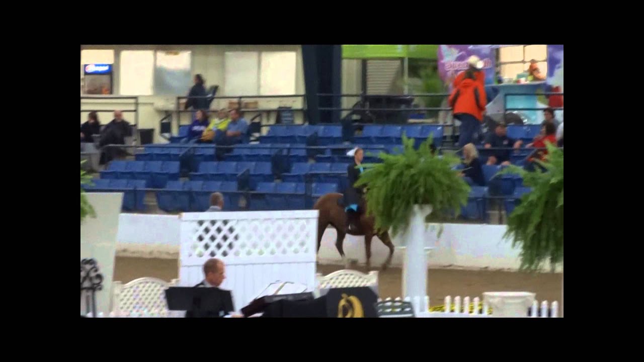 Halal Mountain Horses at the 2014 RMHA Internationals