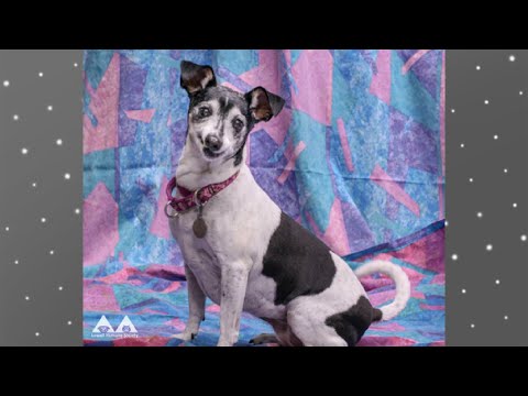 वीडियो: सप्ताह-स्नकर्स के एडोपटेबल कुत्ते