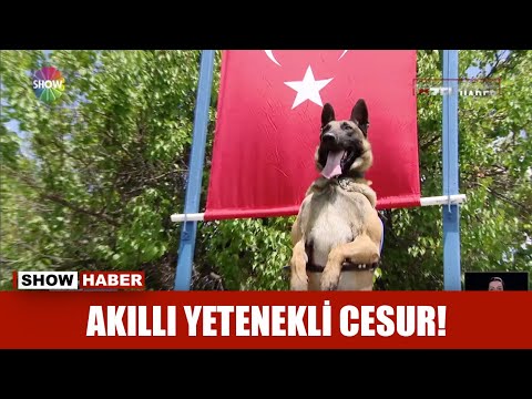 Akıllı yetenekli cesur!