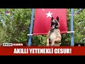 Akıllı yetenekli cesur!