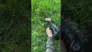 Have You Ever Seen A Wild Hamster Doing A Photoshoot