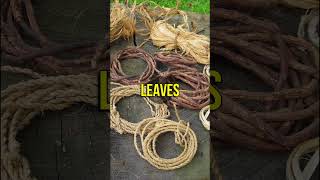 How to Make and Use Cattail Leaves Bandages in the Wild #fyp #shorts #cattails #bandage #survival