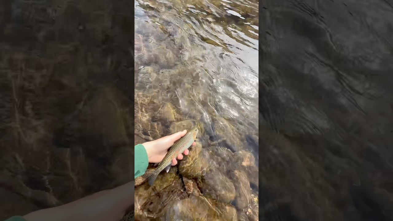 Lil bow on warm springs, there eatin the dry 