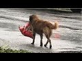 災害で取り残された犬！しかし、この犬はとても賢い犬で衝撃の行動に…【世界が感動！涙と感動エピソード】