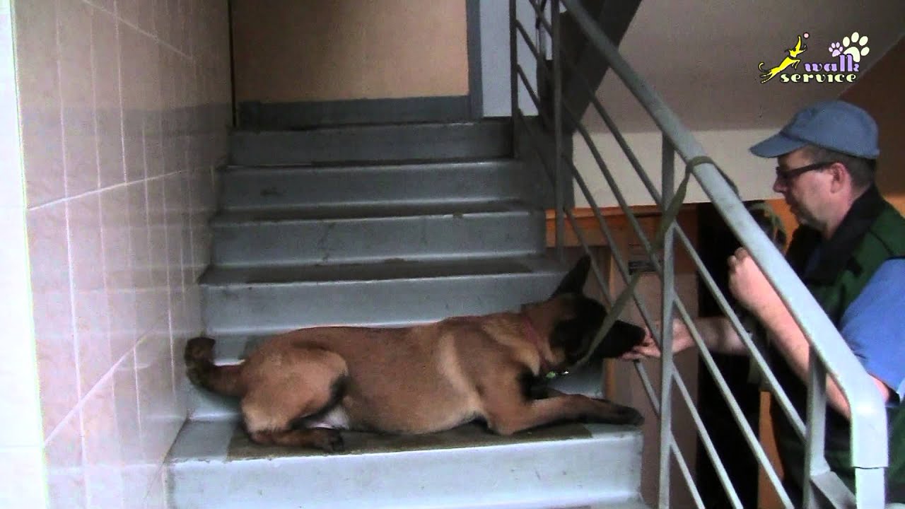 Как дрессировать собак, команды сидеть, лежать, стоять