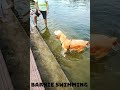 Barnie Swimming, such an amazing thing, our local #pond #Brahmand