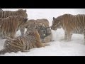 Chubby Siberian Tigers Hunt Electronic Bird of Prey