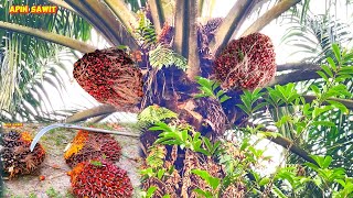 Memang josjis panen kelapa sawit pakai egrek tajam cap 111, Buah banyak kerja panen jadi cepat 