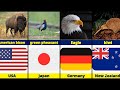 National Animals of TOP 20 Countries | National Pride of TOP Country Amazing Iconic National Animal