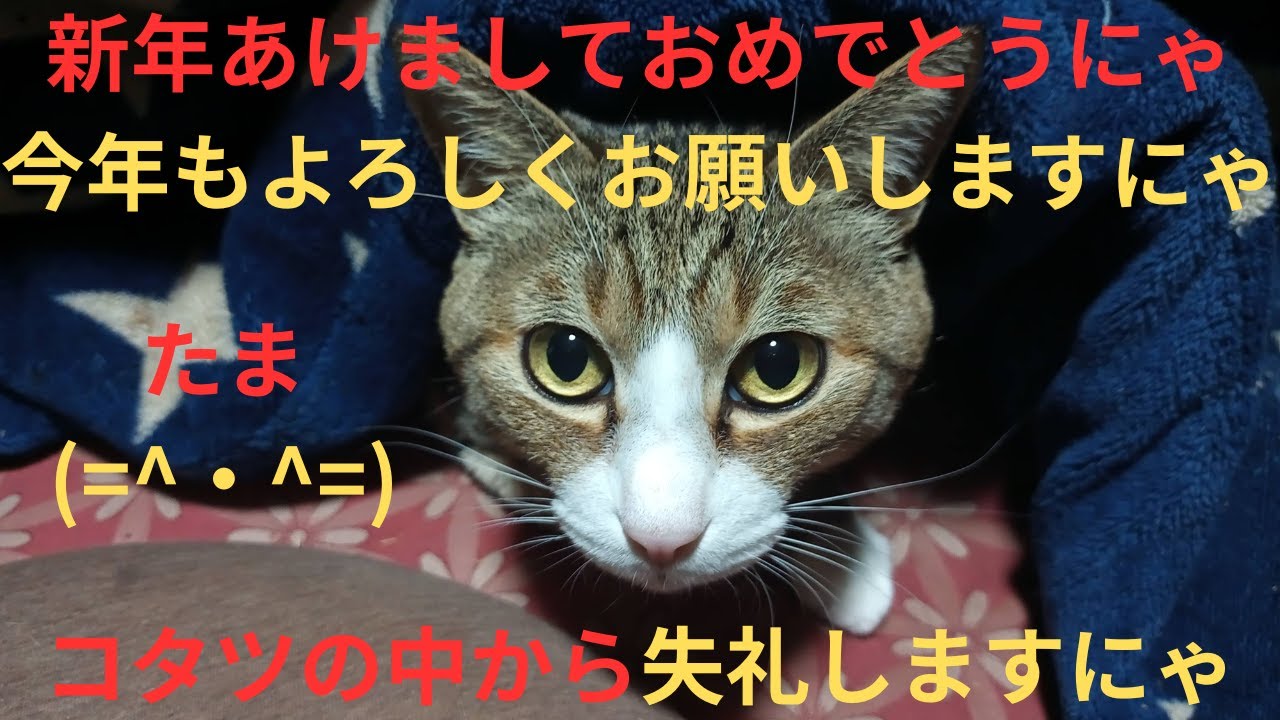 お正月 たま動画総集編 「11歳の青春」(=^・^=)