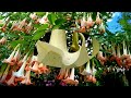 Enchanted Flower, Datura (HD1080p)