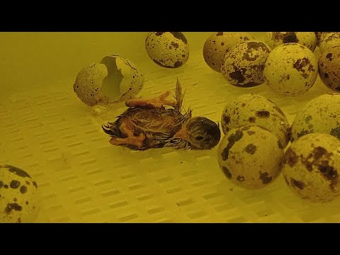 Video: Jsou křepelčí vajíčka oplodněná?