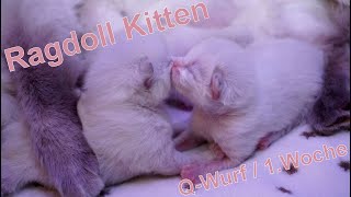 Ragdoll Kitten | unser Q-Wurf in der ersten Woche | Aramintapaws Ragdolls by Aramintapaws Ragdolls 263 views 1 year ago 41 seconds