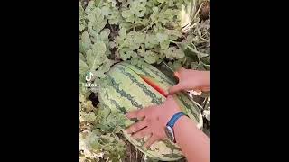 المزرعة الطازجه زراعة البطيخ (الركي)