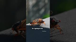 Cicada Emergence Explained: Broods XIII & XIX