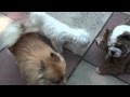 Dogs in Backyard (June 29, 2012)