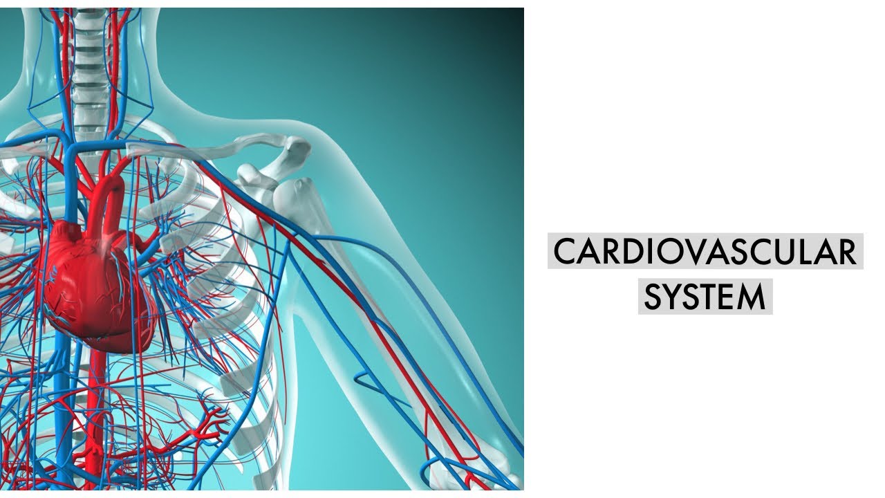 Cardiovascular system