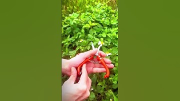 cool scissors for cutting flowers and plant branches #shorts