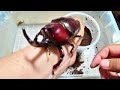 カブトムシのギネス級が羽化した Japanese rhinoceros beetle Beetle or stag beetle videos