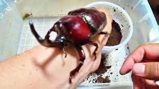 カブトムシのギネス級が羽化した Japanese rhinoceros beetle Beetle or stag beetle videos