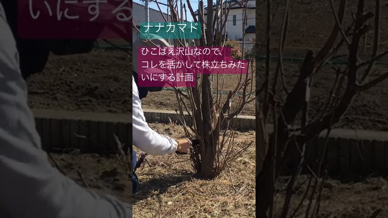 落葉樹の剪定 ナナカマド バッサリ Youtube