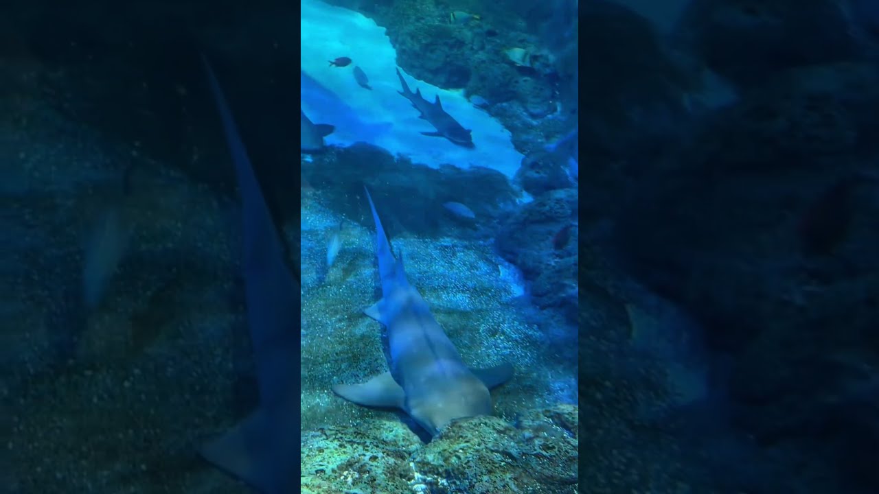 Take 20 Seconds To Breathe And Relax Meditation Ocean Fish Relaxation