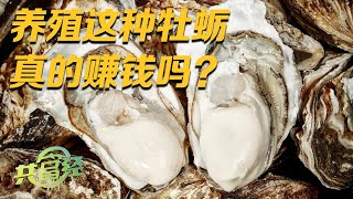 年产值超过12亿元！他养的牡蛎又大又肥，秘诀都在育苗里！名叫“三倍体牡蛎”的品种到底有何神奇之处？|「共富经」20230608