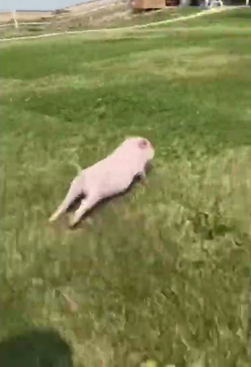 Excuse me sir do you have time to talk about our lord and savior Jesus Christ pig